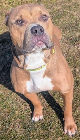 NASH - Staffordshire Bull Terrier available for adoption