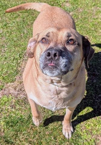 RUTABAGA - Mastiff available for adoption