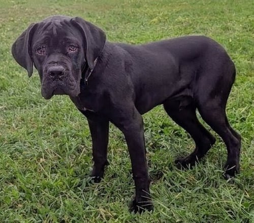 THEO - Cane Corso Mastiff available for adoption