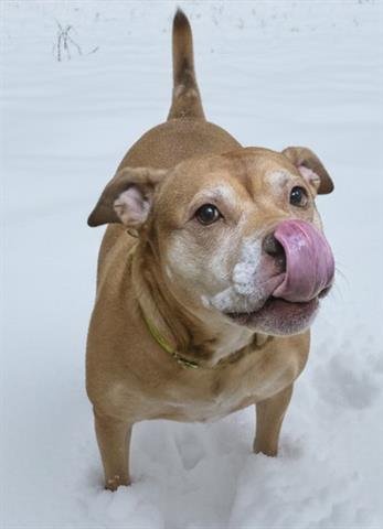 GERALDINE - Mastiff available for adoption