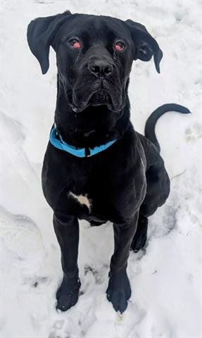 VICTOR - Cane Corso Mastiff / Great Dane available for adoption