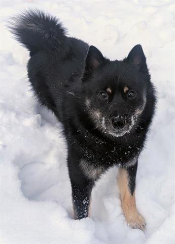CERBERUS - Pomeranian / Husky available for adoption