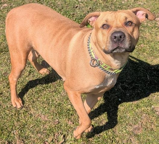 CINNABON - Pit Bull Terrier available for adoption