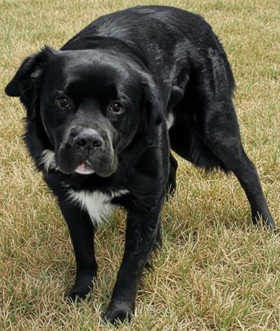 WOOKIE - Newfoundland Dog available for adoption