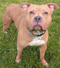 JAXSON - Photo 1