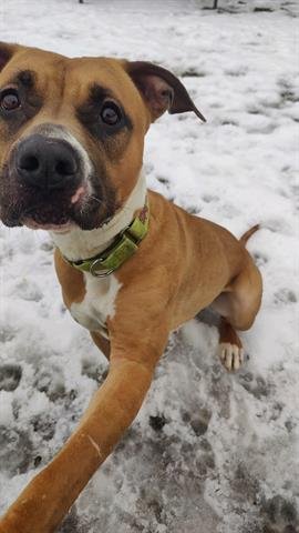 JADE - American Staffordshire Terrier for adoption in Akron