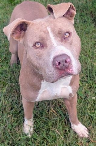 ABRAHAM - Pit Bull Terrier available for adoption