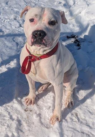 CREW - American Staffordshire Terrier available for adoption