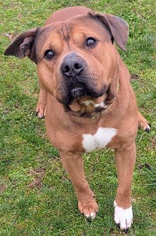 ROSCOE - Mastiff available for adoption