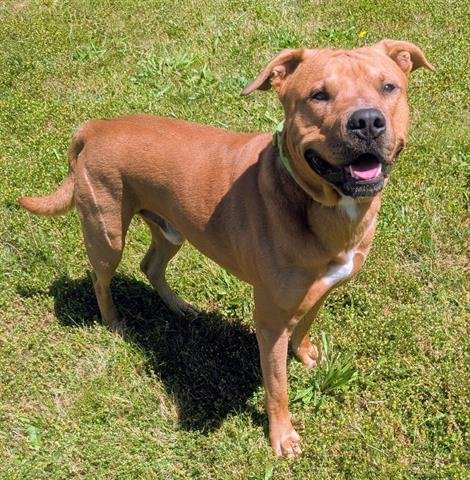 BUBBLES (BUBS) - Rhodesian Ridgeback / American Pit Bull Terrier available for adoption