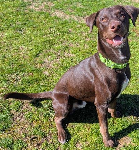 LINDOR - Labrador Retriever / Doberman Pinscher available for adoption