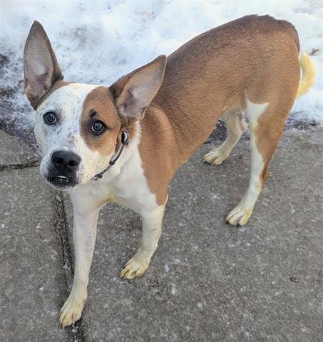 DIVA - Australian Cattle Dog/Blue Heeler / American Foxhound available for adoption