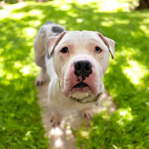 TEDDY - American Staffordshire Terrier available for adoption