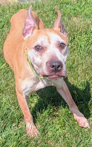 MELISSA - Pit Bull Terrier available for adoption