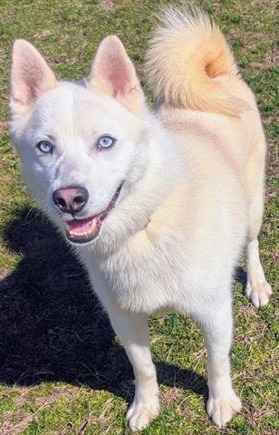 PARSNIP - American Eskimo Dog available for adoption
