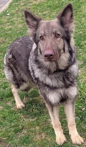 DIANA - German Shepherd Dog available for adoption