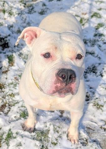 ROLY POLY - American Bulldog available for adoption