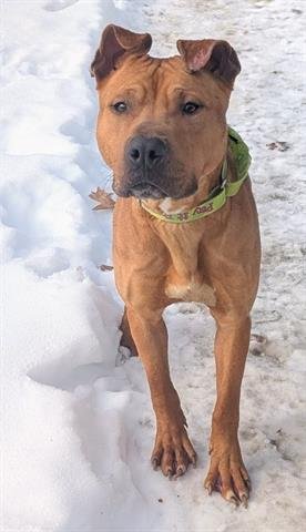 BUTTERFINGER - American Pit Bull Terrier available for adoption