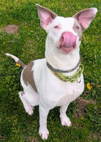 NATASHA - Pit Bull Terrier available for adoption