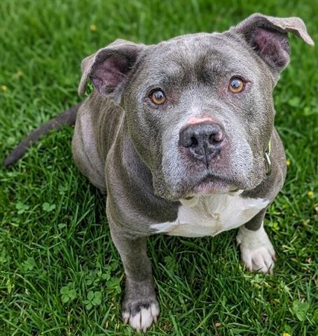 AL - Staffordshire Bull Terrier available for adoption