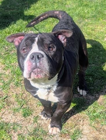 JACK - American Bulldog / American Pit Bull Terrier available for adoption
