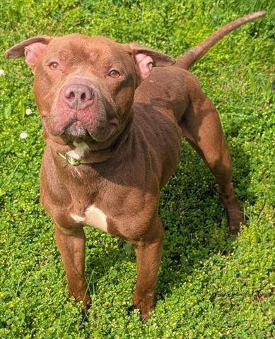 SAMWISE - Staffordshire Bull Terrier available for adoption