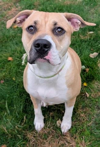 NORA - Pit Bull Terrier available for adoption