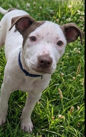 SARAH - Pit Bull Terrier available for adoption