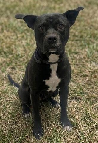 BROCK - Pit Bull Terrier available for adoption