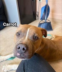 CARROT - Photo 1