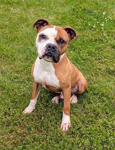 DICE - Boxer available for adoption
