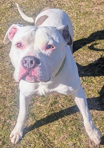 FRED MARTIN - American Bulldog / Pit Bull Terrier available for adoption
