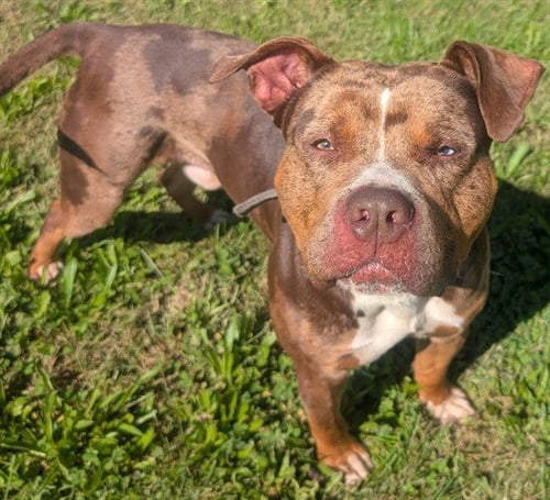 PEPE - Pit Bull Terrier / Catahoula Leopard Dog available for adoption