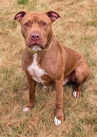 MORTY - Pit Bull Terrier available for adoption