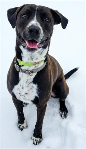 REMUS - Labrador Retriever / Pointer available for adoption