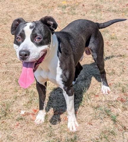 GONZALES - American Bulldog / American Pit Bull Terrier available for adoption