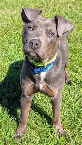 KADE - Staffordshire Bull Terrier available for adoption