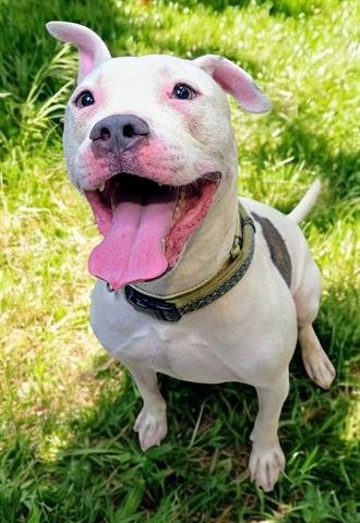 ROO - American Staffordshire Terrier available for adoption