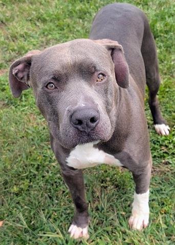 FRISBEE - Pit Bull Terrier available for adoption