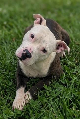 RIVER - Pit Bull Terrier available for adoption