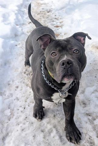 SCOOTER - Pit Bull Terrier available for adoption