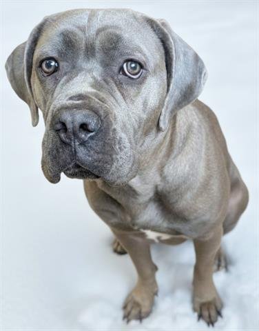 IVY - Mastiff available for adoption