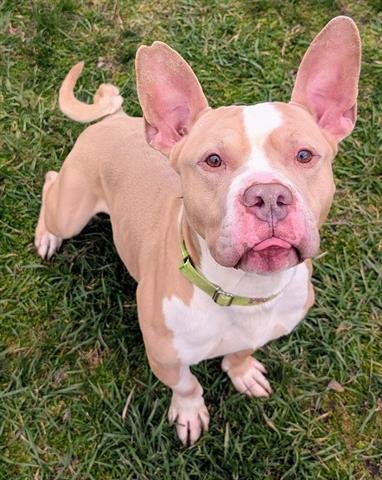 BUMBLEBEE - American Staffordshire Terrier / Pit Bull Terrier available for adoption