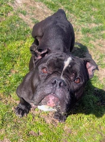 ROSE - American Bulldog / American Pit Bull Terrier available for adoption