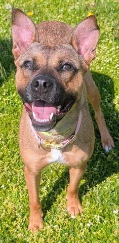 CLARICE - German Shepherd Dog available for adoption