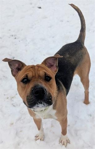 TINKERBELL - Chinese Shar-Pei / American Foxhound available for adoption