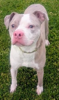 BUDDY - Photo 1