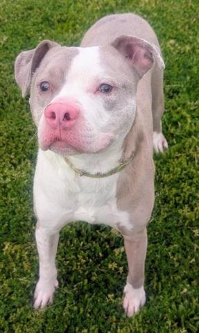 BUDDY - Pit Bull Terrier / Boxer available for adoption