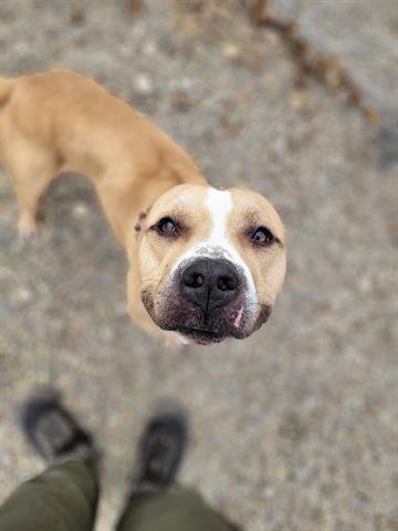 ARLO - American Staffordshire Terrier available for adoption