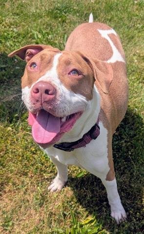 AVALON - Pit Bull Terrier for adoption in Akron